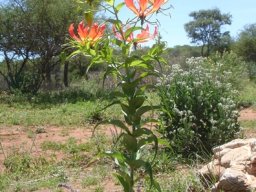 Gloriosa superba erect without support